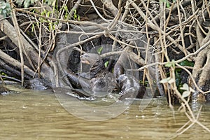 giant river otter, Pteronura brasiliensis, a South American carnivorous mammal
