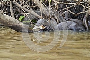 Giant river otter, Pteronura brasiliensis, a South American carnivorous mammal