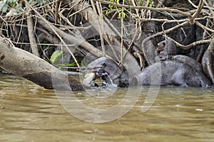 Giant river otter, Pteronura brasiliensis, a South American carnivorous mammal