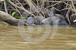 Giant river otter, Pteronura brasiliensis, a South American carnivorous mammal.