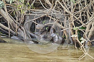 Giant river otter, Pteronura brasiliensis, a South American carnivorous mammal.