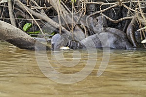 Giant river otter, Pteronura brasiliensis, a South American carnivorous mammal