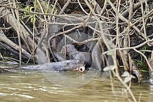 giant river otter, Pteronura brasiliensis, a South American carnivorous mammal, longest member of the weasel family