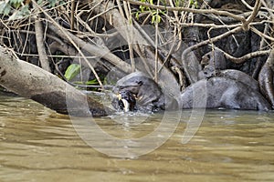 giant river otter, Pteronura brasiliensis, a South American carnivorous mammal, longest member of the weasel family,.