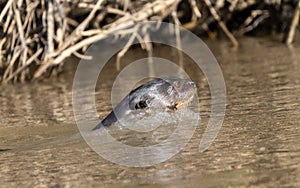 Giant River Otter (Pteronura brasiliensis) Swimming in a River in Brazil