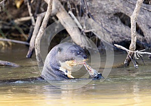 Giant River Otter (Pteronura brasiliensis) Swimming in a River Eating an Armored Catfish in Brazil