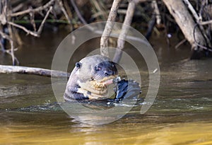 Giant River Otter (Pteronura brasiliensis) Swimming in a River Eating an Armored Catfish in Brazil