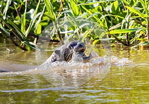 Giant River Otter (Pteronura brasiliensis) Swimming in a River Eating an Armored Catfish in Brazil