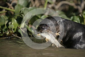 Giant-river otter, Pteronura brasiliensis photo