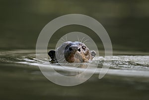 Giant-river otter, Pteronura brasiliensis photo