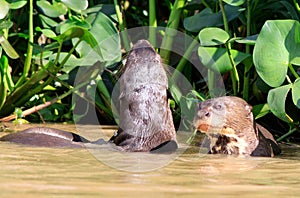 Giant River Otters looking alert in the river