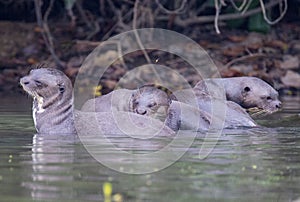 Giant River Otters