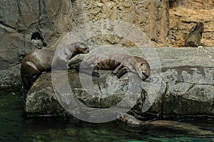 Giant River Otters