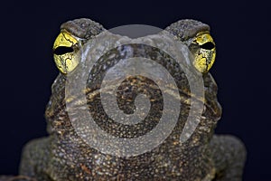 Giant river toad (Phrynoides aspera) photo