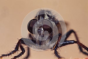 Giant Robberfly Portrait