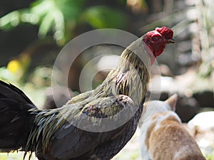 Giant rooster with the red comb and colorful hackles