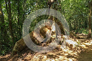 Giant Roots - Big fig tree Moreton Bay Fig, Ficus macrophylla roots in Bali. Big roots above the surface. Tropical tree roots in