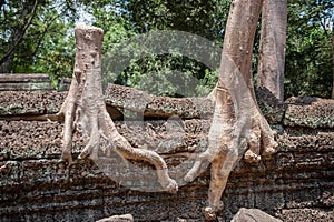 Ta Prohm in Siem Reap, Cambodia