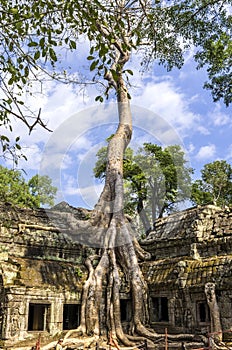 Giant roots of Sprung tree