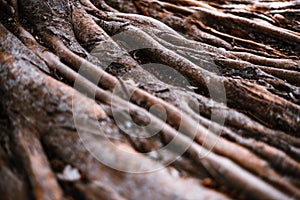 Giant roots of a tropical tree in the jungle