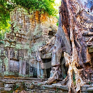 Giant roots of a tropical tree over Khmer ruins in Cambodia