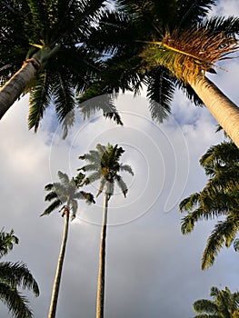 giant royal palm trees seen from low angel shot, tropical background photo