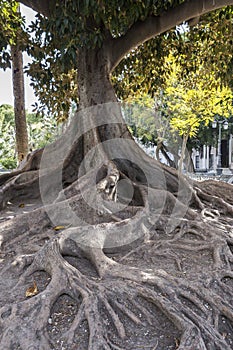 Giant Rubber Tree photo