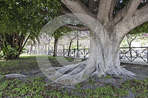 Giant Rubber Tree `ficus macrophylla` photo