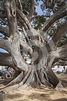 Giant Rubber Tree `ficus macrophylla` photo