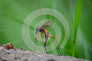 Giant Sabre Comb Horn Cranefly with long black ovipositor