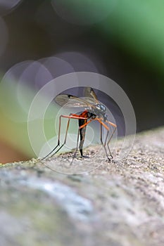 Giant Sabre Comb Horn Cranefly oviposits into rotten dead tree trunk