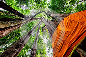 Giant sacred Thai ficus tree