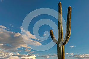 A Giant Saguaro on blue sky in Saguaro National Park, near Tucson
