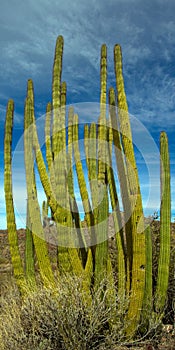 Giant Saguaro cacti and other desert vegetation inside Organ Pipe Cactus National Monument