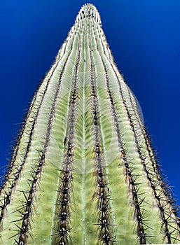 A giant saguaro cactus against the blue sky