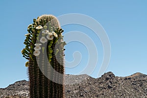 Giant Saguaro cactus in bloom with beautiful flowers