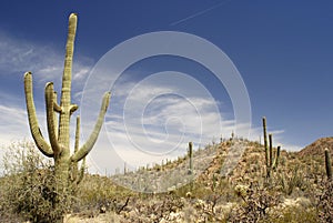 Giant Saguaro cactus forest