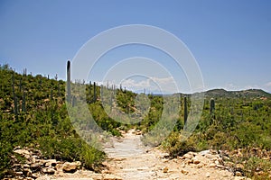 Giant Saguaro Cactus, Saguaro National Park