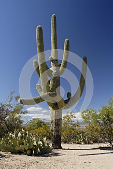 Giant Saguaro cactus in Sonoran desert photo