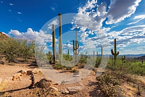 Saguaros at Sunset in Sonoran Desert near Phoenix, Arizona