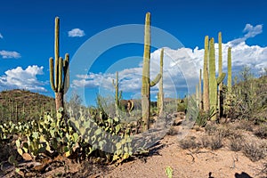 Saguaros at Sunset in Sonoran Desert near Phoenix, Arizona