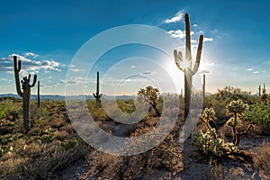 Saguaros at Sunset in Sonoran Desert near Phoenix, Arizona