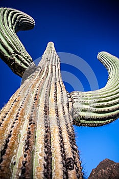 Giant Saguaro Cactus - Vertical Close-Up