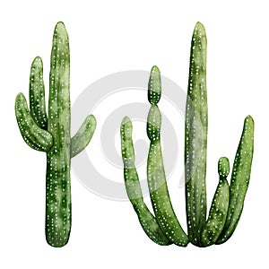 Giant Saguaro Carnegiea cactus watercolor illustration set. Desert Mexican western American plants from Arizona