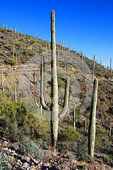 Giant Saguaro in Saguaro National Park