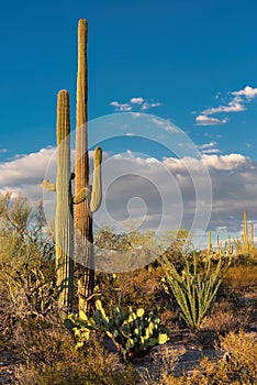 Giant Saguaro in Saguaro National Park, near Tucson Arizona.