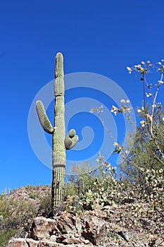 Giant Saguaro Warriors, Saguaro National Park