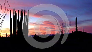 Giant Saguaros Carnegiea gigantea against the background of red clouds in the evening at sunset. Organ Pipe Cactus National