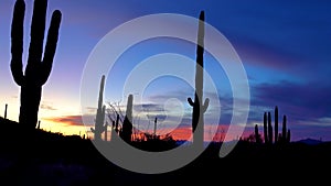 Giant Saguaros Carnegiea gigantea against the background of red clouds in the evening at sunset. Organ Pipe Cactus National