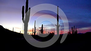 Giant Saguaros Carnegiea gigantea against the background of red clouds in the evening at sunset. Organ Pipe Cactus National